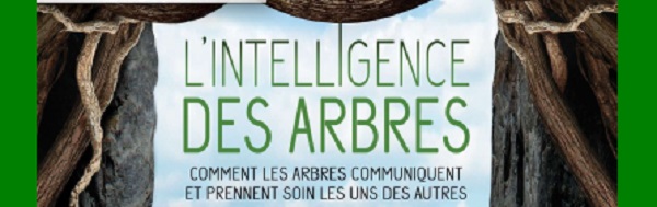 Intelligence des arbres